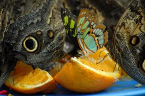 butterflies eating citrus fruit