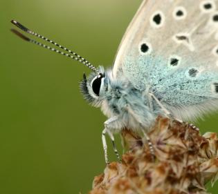 closeup of butterfly face and antenna