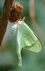 luna moth just emerged from cocoon