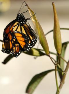 monarch butterfly that just emerged from chrysalis