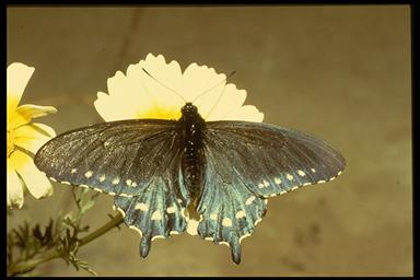 pipevine swallowtail with extended wings