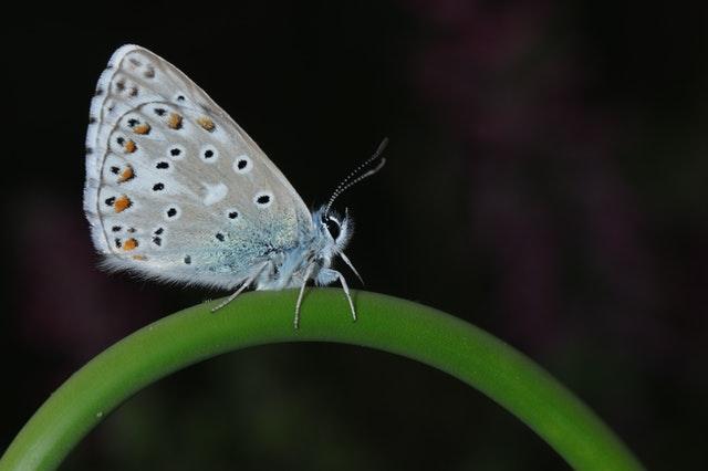 common hairstreak butterfly